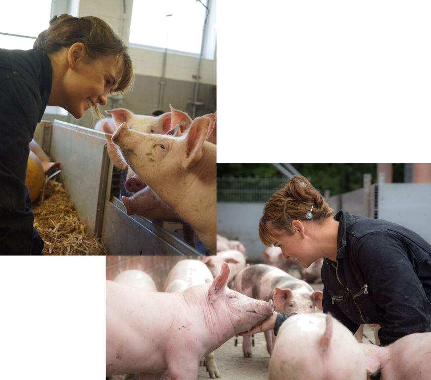 collage aktivstall